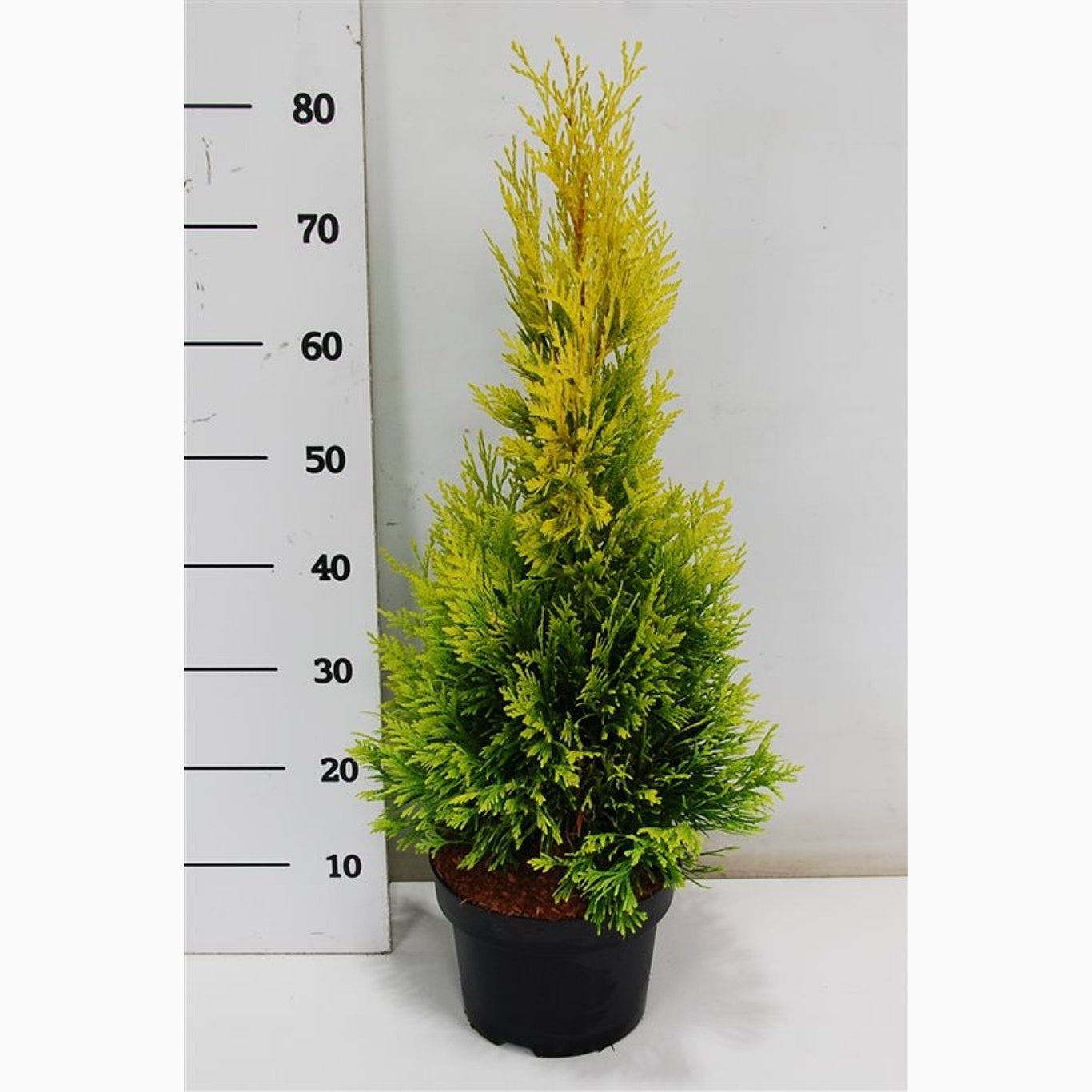 Thuja – Thuja plicata '4ever' - C5 40-50 CM